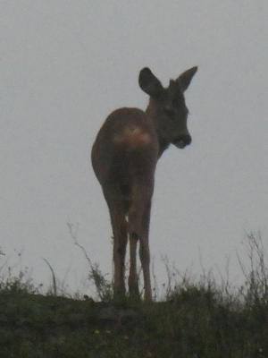 Voorbeeld