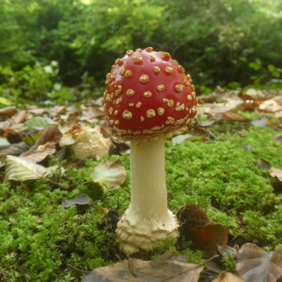 Voorbeeld