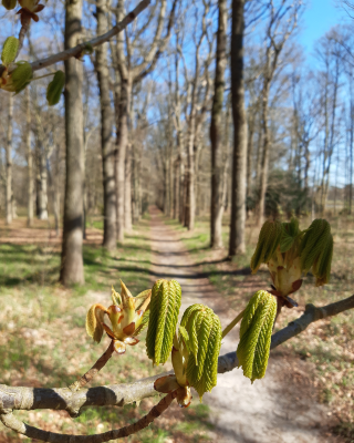 Voorbeeld