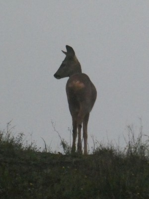 Voorbeeld